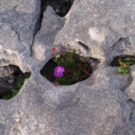 Flower in stones. Ireland.