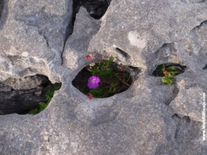 Flower in stones. Ireland.