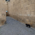 Cat. Old City. Baku.