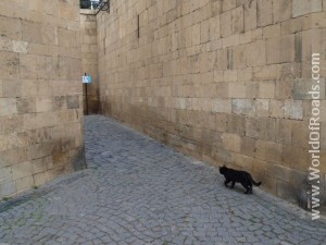 Cat. Old City. Baku.