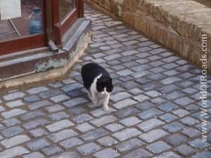 Cat. Old City. Baku.