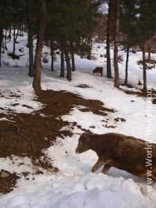 Горные коровы Сванетии. Грузия