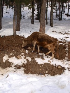 Горные коровы Сванетии. Грузия