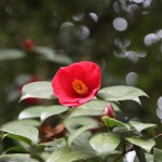 Японская Камелия. Красная. Батумский ботанический сад.