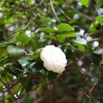 Цветок Японской Камелии. Ботанический сад. Батуми.