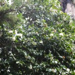 Цветение Японской Камелии в Батумском ботаническом саду.