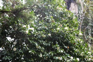 Цветение Японской Камелии в Батумском ботаническом саду.