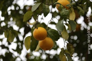 Апельсин. Батумский ботанический сад.